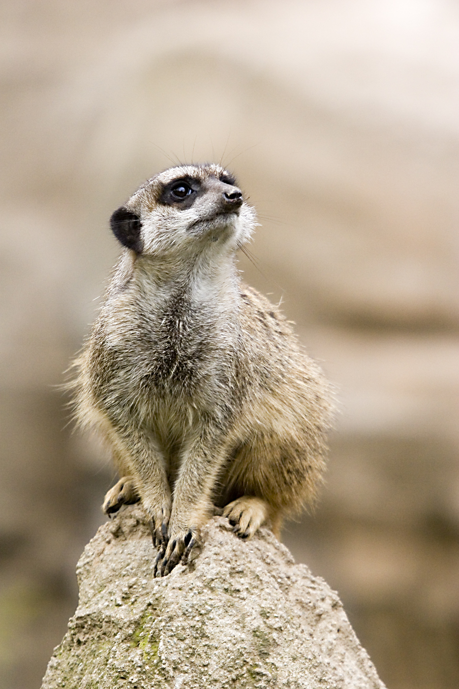 Daftar Harga Meerkat