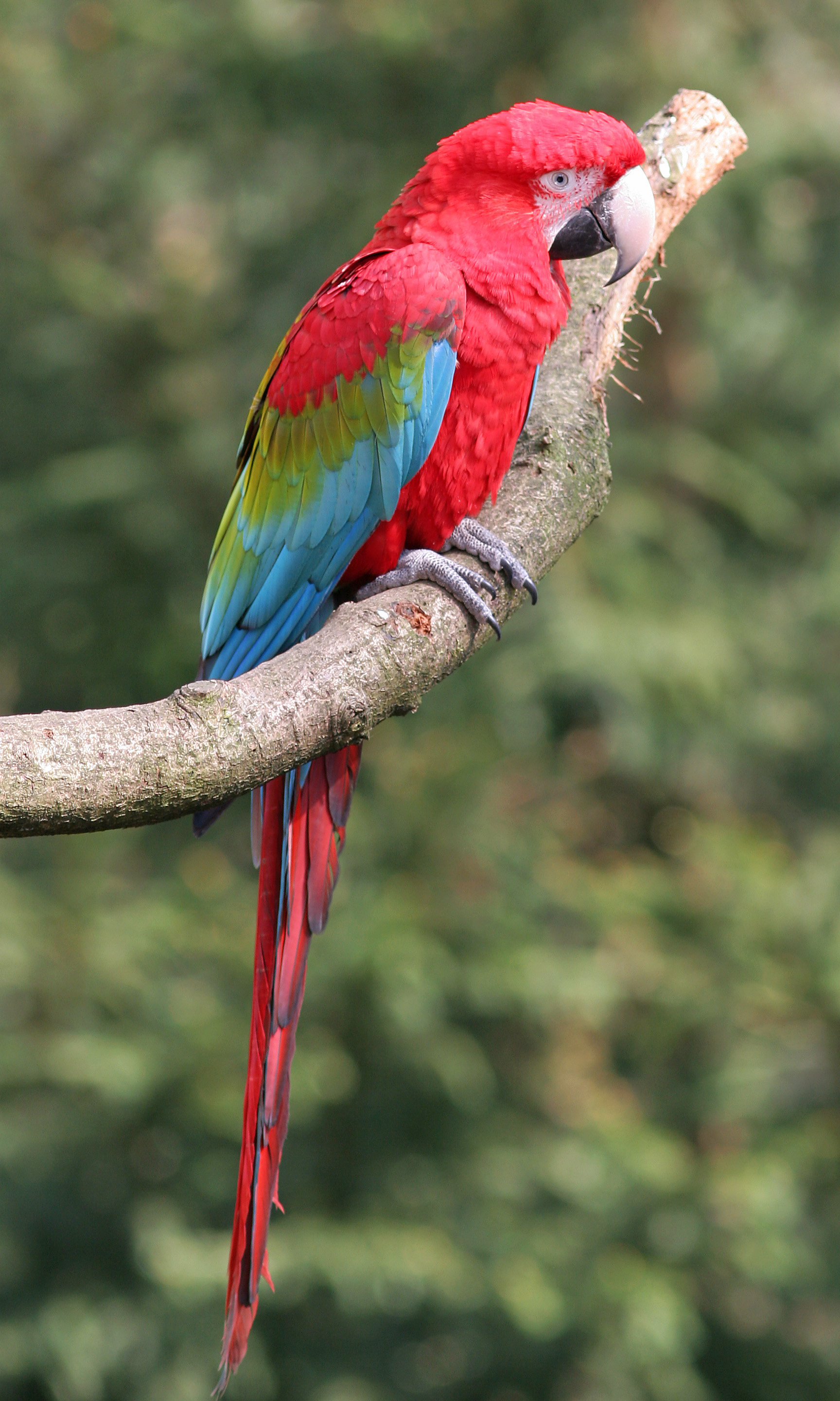 Daftar Harga Macaw Red And Green