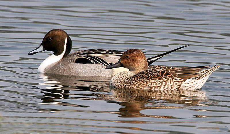 Daftar Harga Bebek Pintail