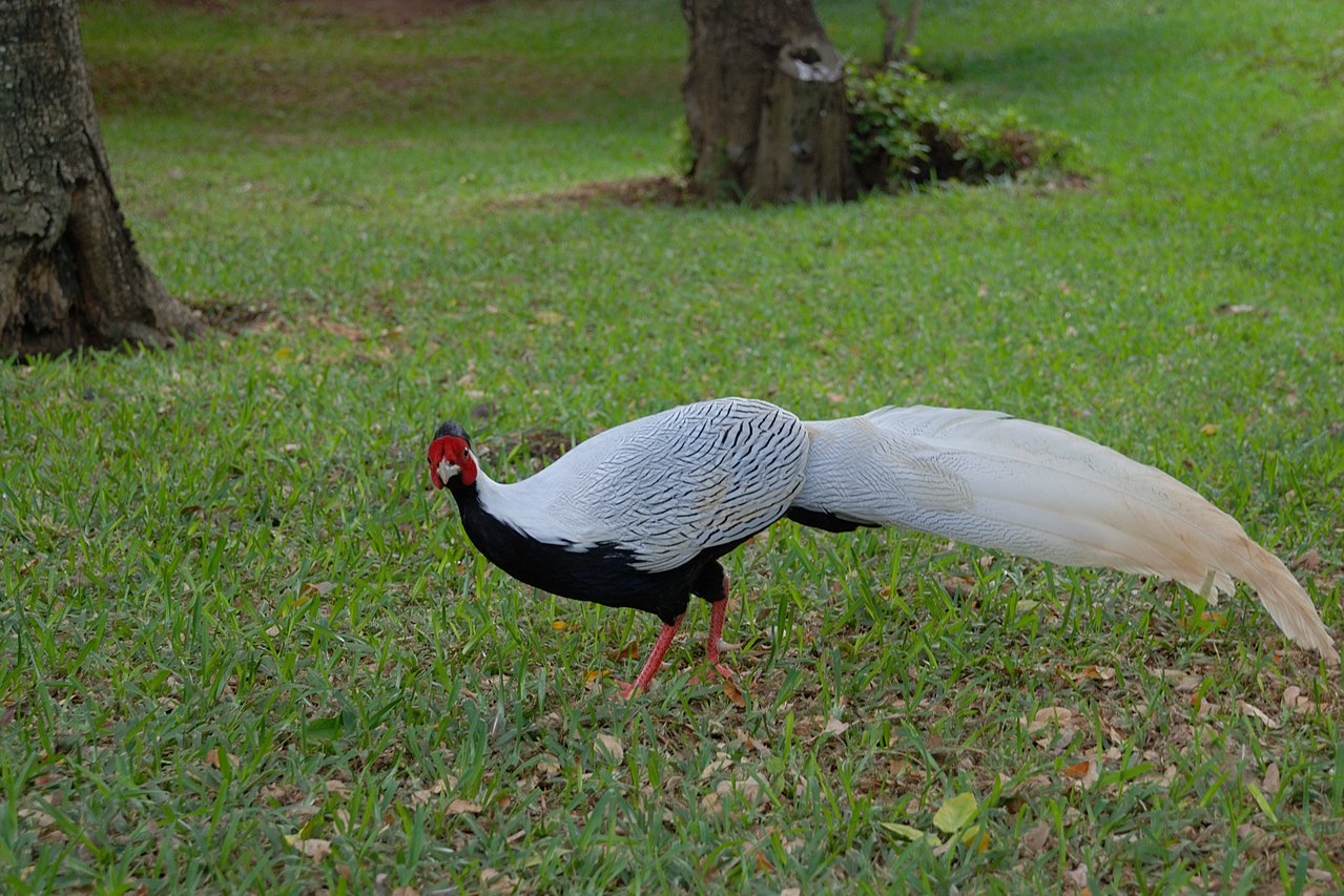 Daftar Harga Silver Pheasant