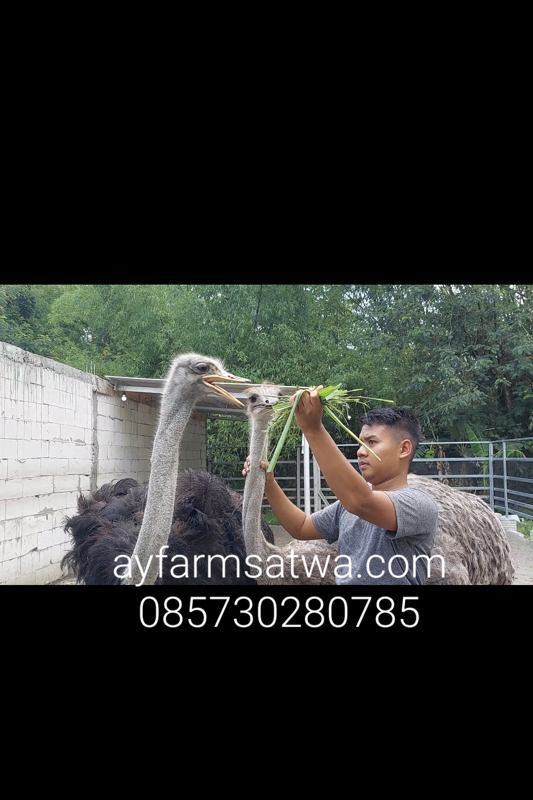 BURUNG UNTA