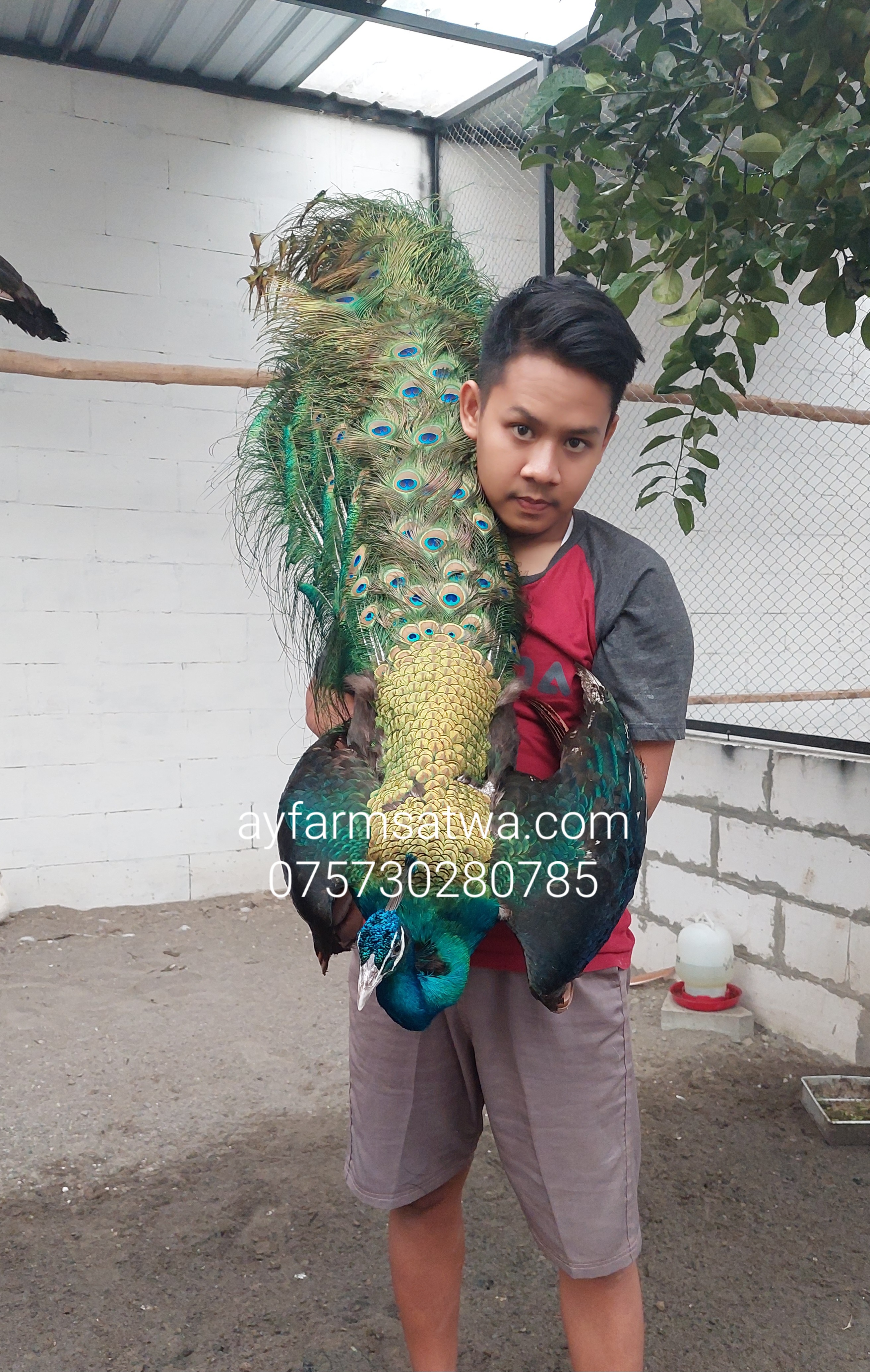 MERAK INDIA