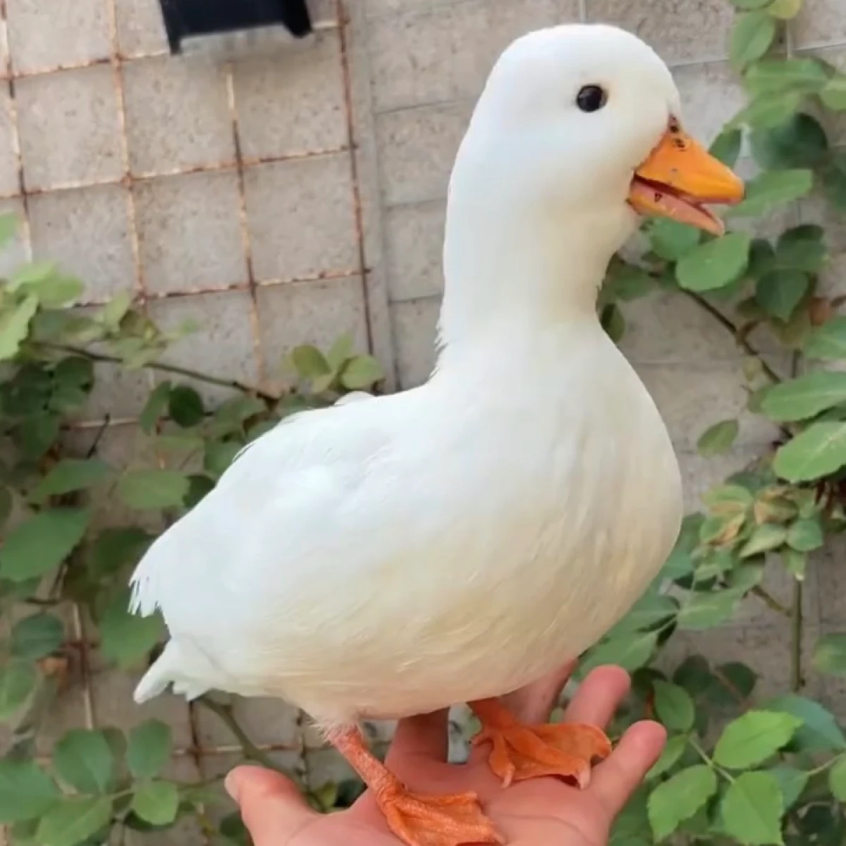 Ready stok Terbatas !! CALLDUCK /Bebek BELANDA 4-5jt /ekor