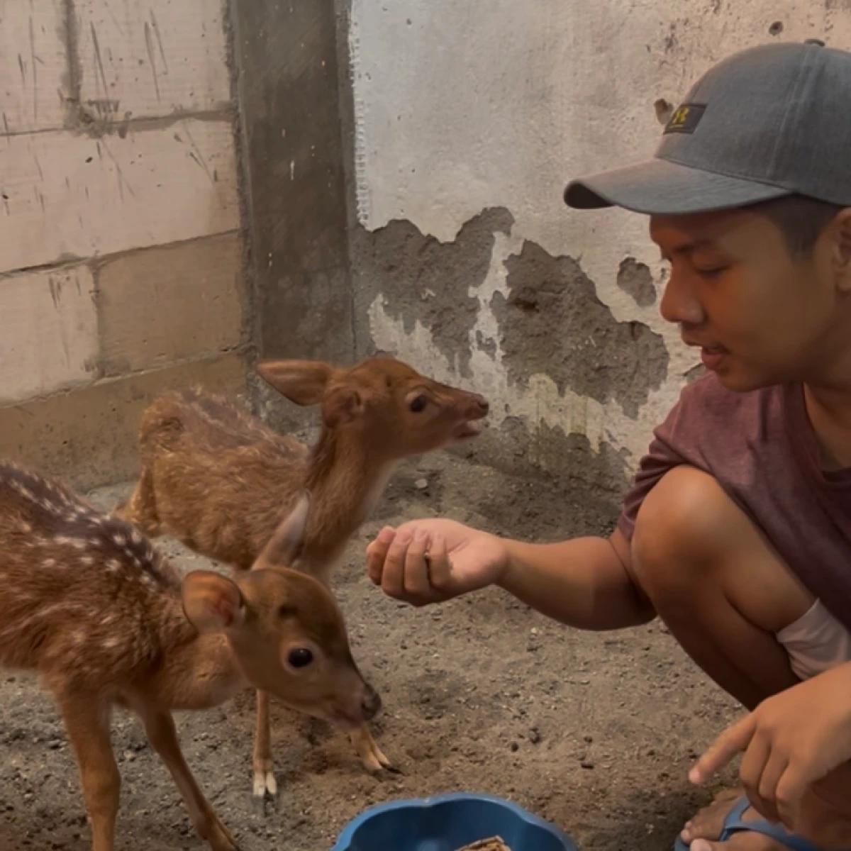 Buruan pesan Rusa TOTOL, stok terbatas !!30-33jt /pasang