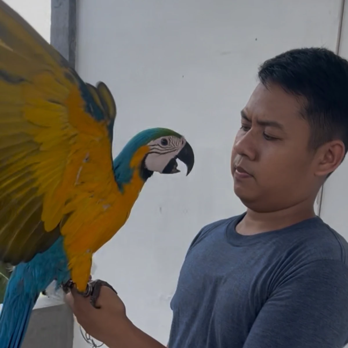 Stok MACAW JINAK 30jt perekor