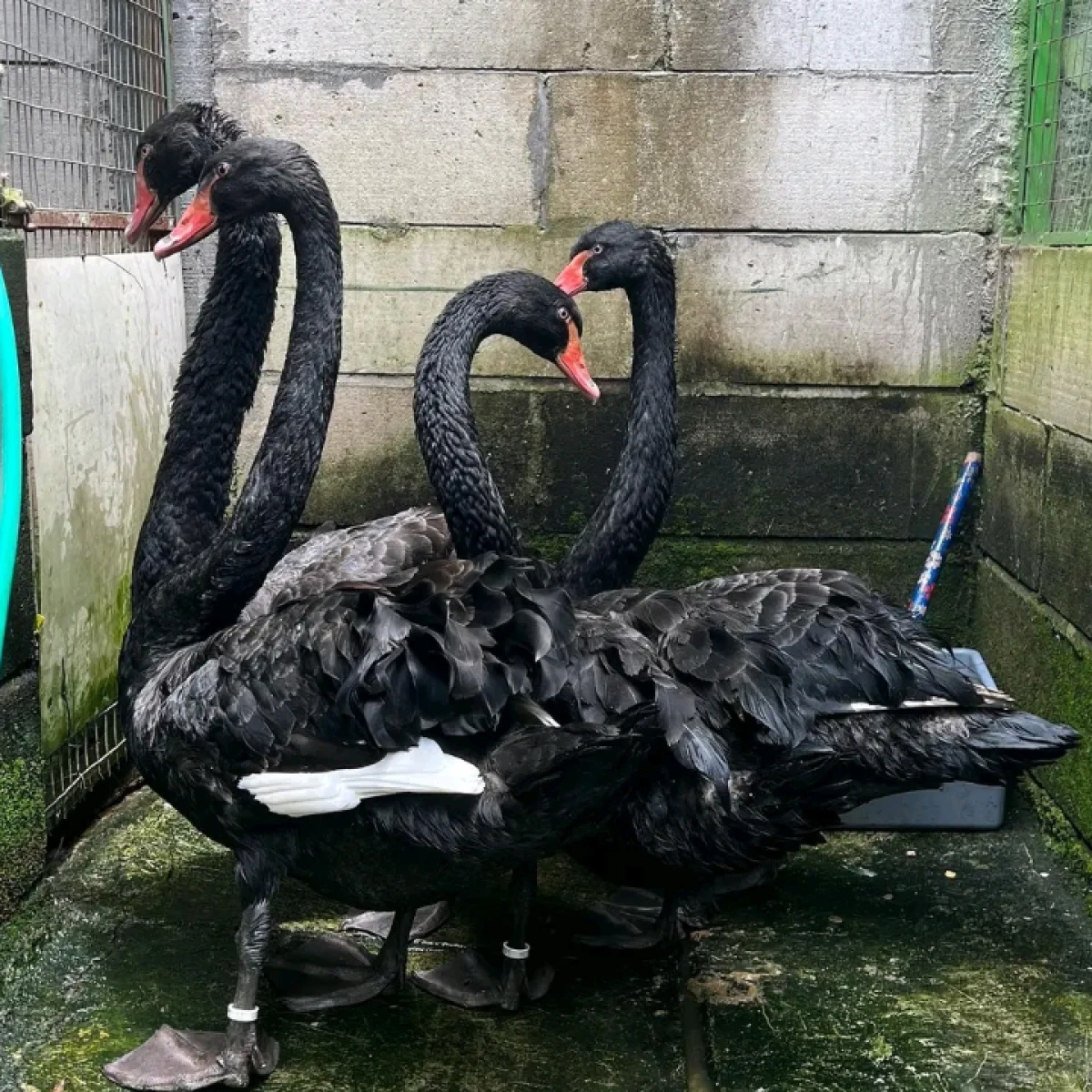 ANGSA HITAM (BLACKSWAN) 60jt per pasang