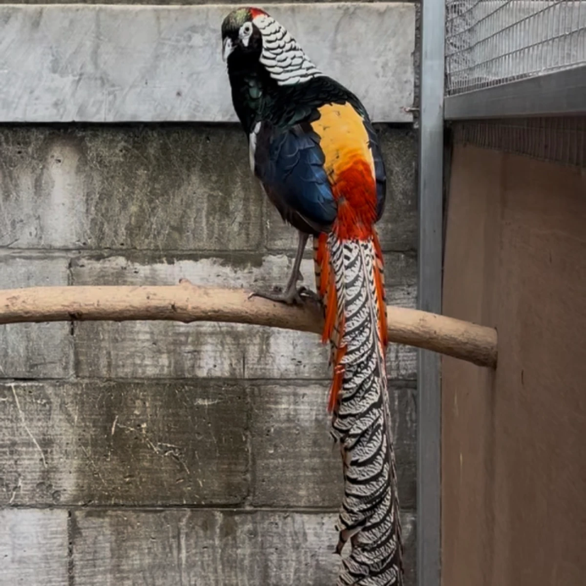 Ayam hutan Cina (lady pheasant) 4-7jt per pasang