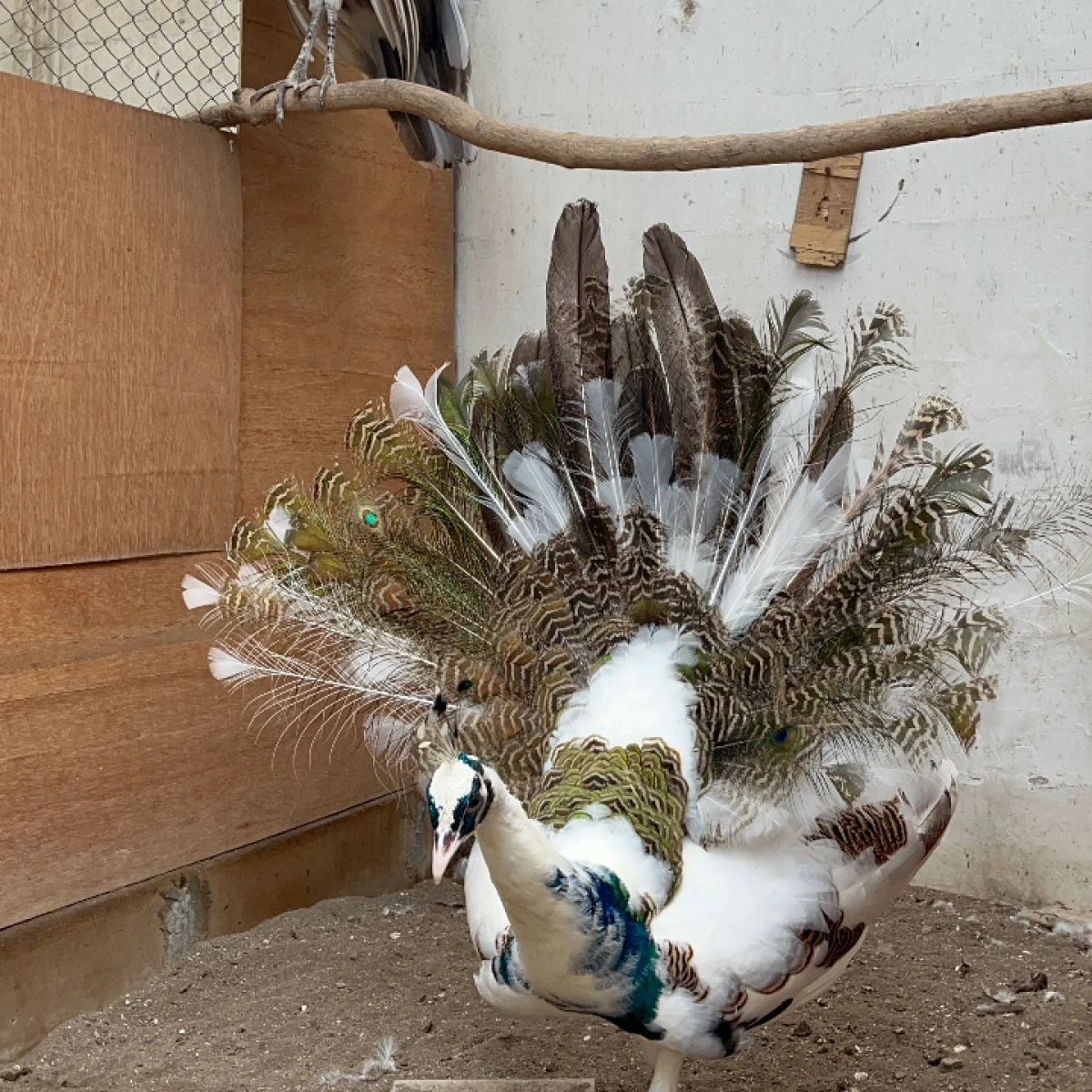 Merak Blorok Super 20jt per pasang