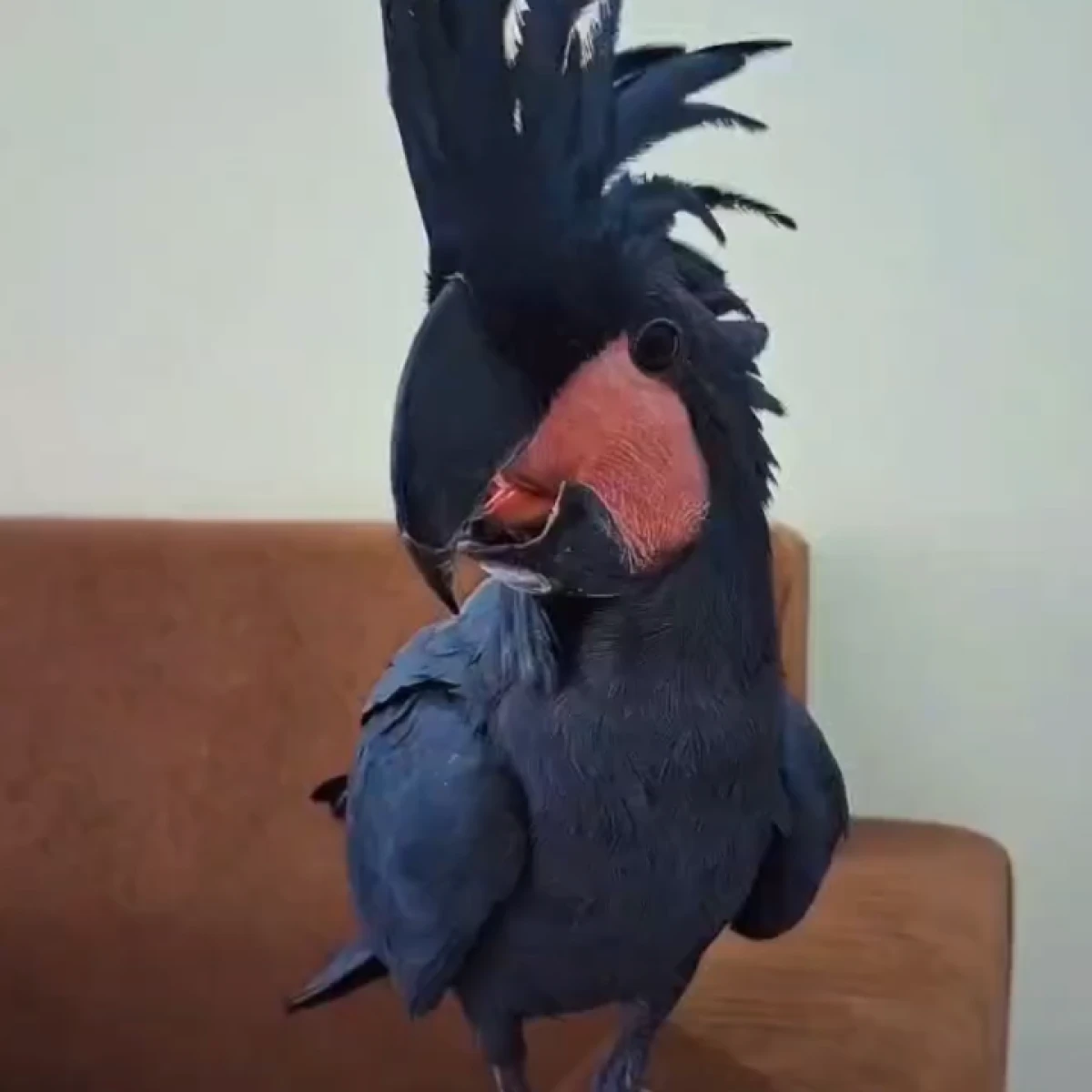 KAKATUA RAJA PAPUA SERTI 60jt/ekor