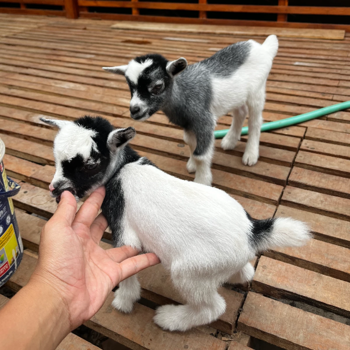 PYGMYgoat Pedigree ,super Mini 32jt/pasang