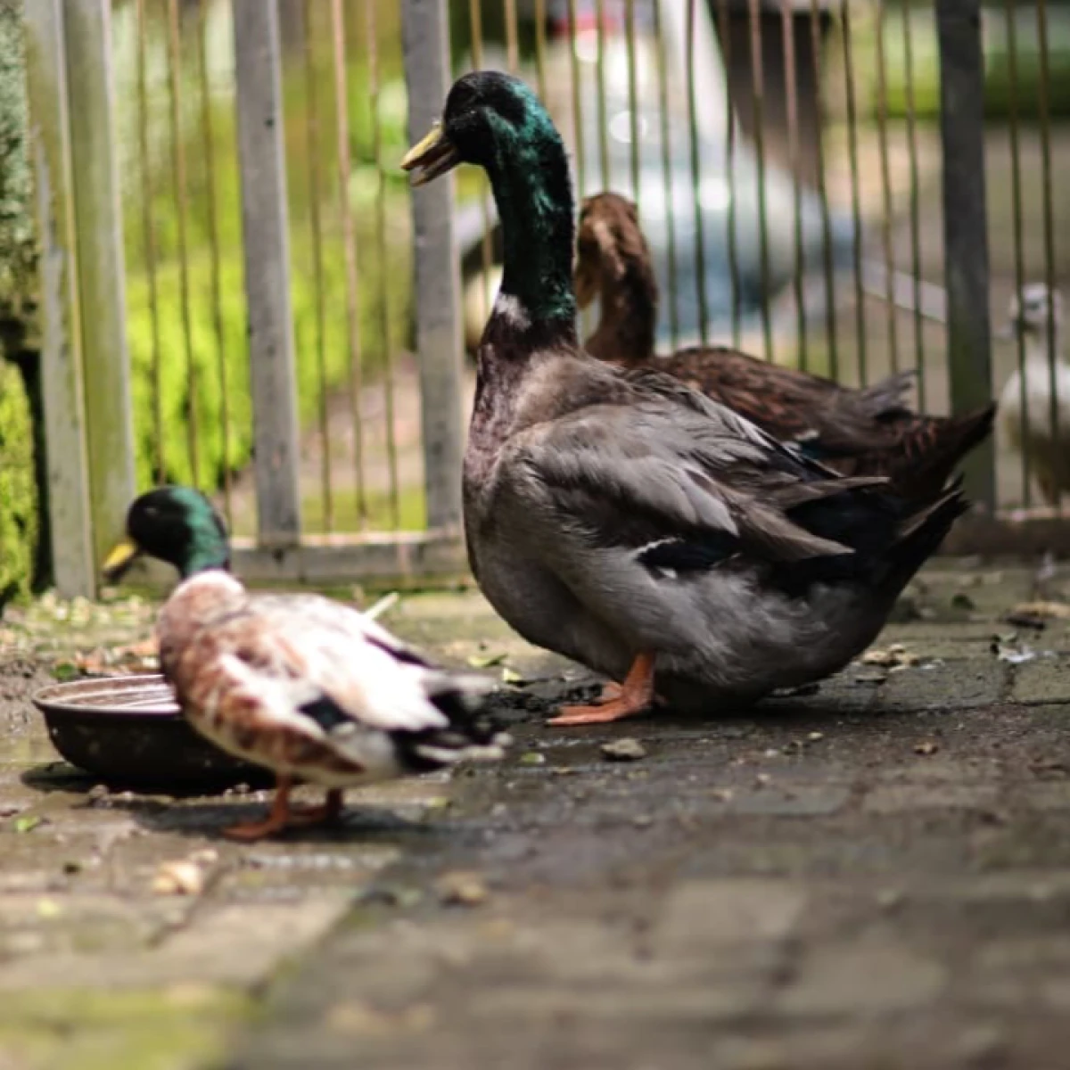 BEBEK JUMBO ROUEN DUCK 9jt per pasang