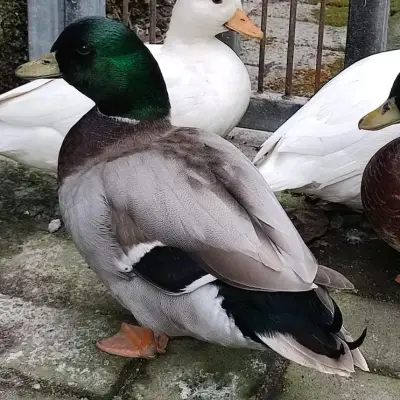 Grey callduck 3-4jt perekor