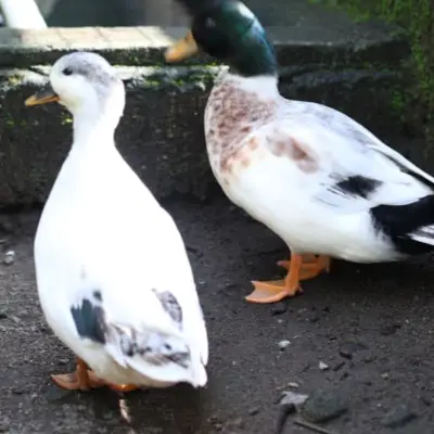 Snown callduck 3,5-4,5 jt perekor