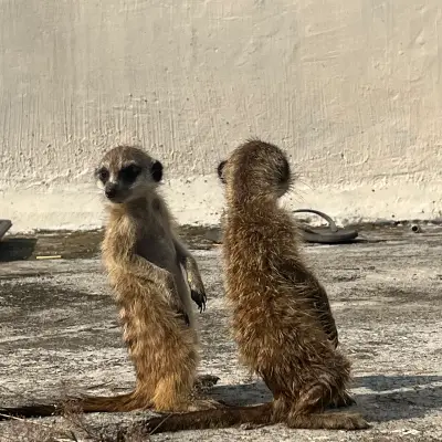 Meerkat 20jt per pasang