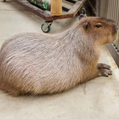 Capybara rare import 150jt /ekor