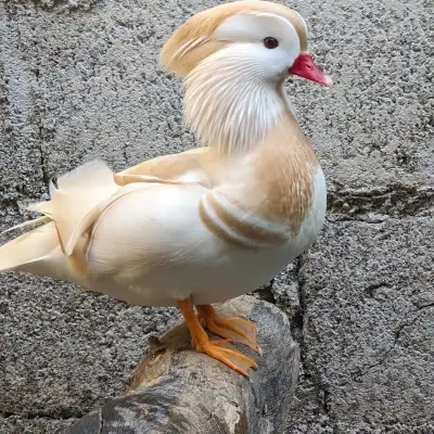 White mandarin 18jt