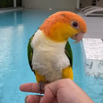WbC parrot (burung badut) 15jt perekor