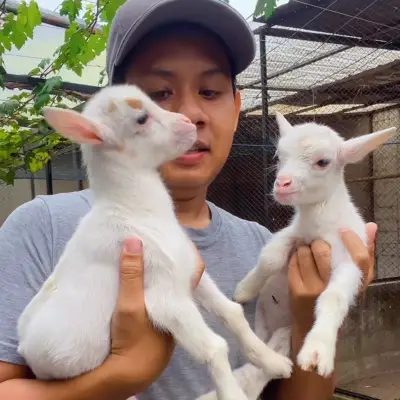 PYGMYgoat Pedigree ,super Mini 18jt perekor
