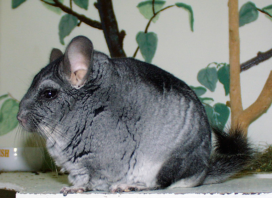 Daftar Harga Chinchilla