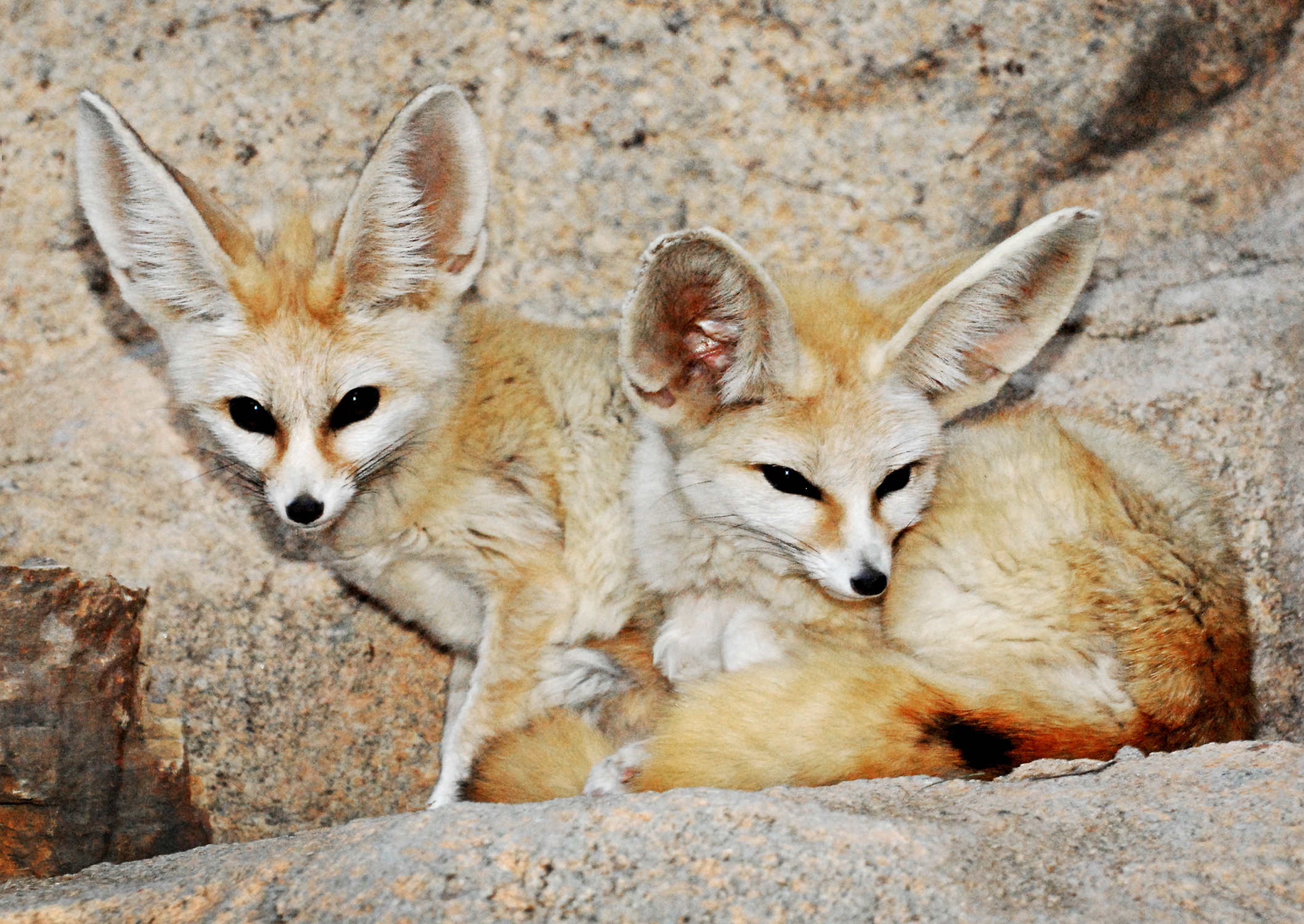 Daftar Harga Rubah Fennec