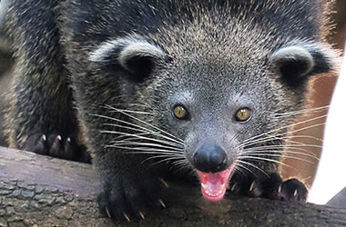 Daftar Harga Binturong Sumatra