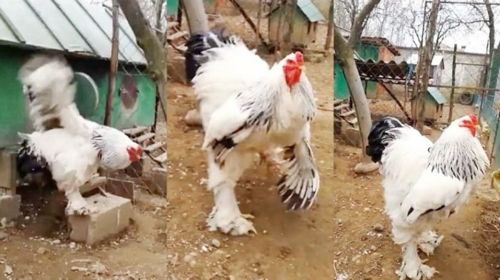 Daftar Harga Ayam Brahma