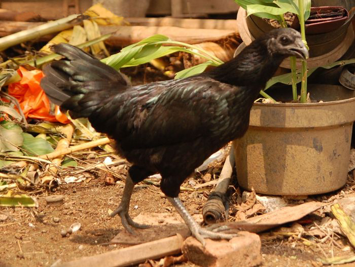 Daftar Harga Ayam Cemani