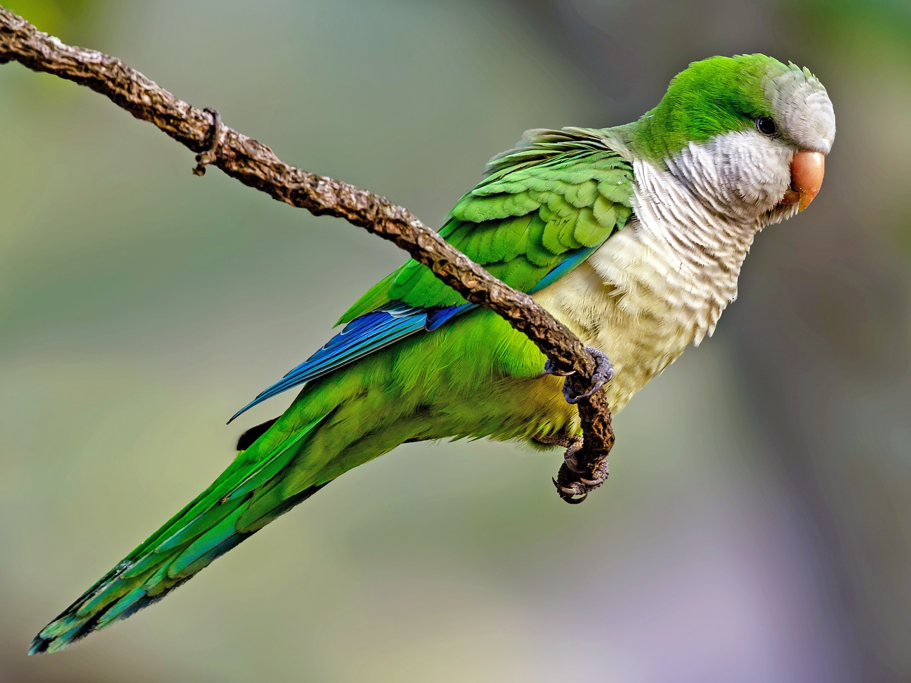 Daftar Harga Monk Parakeet