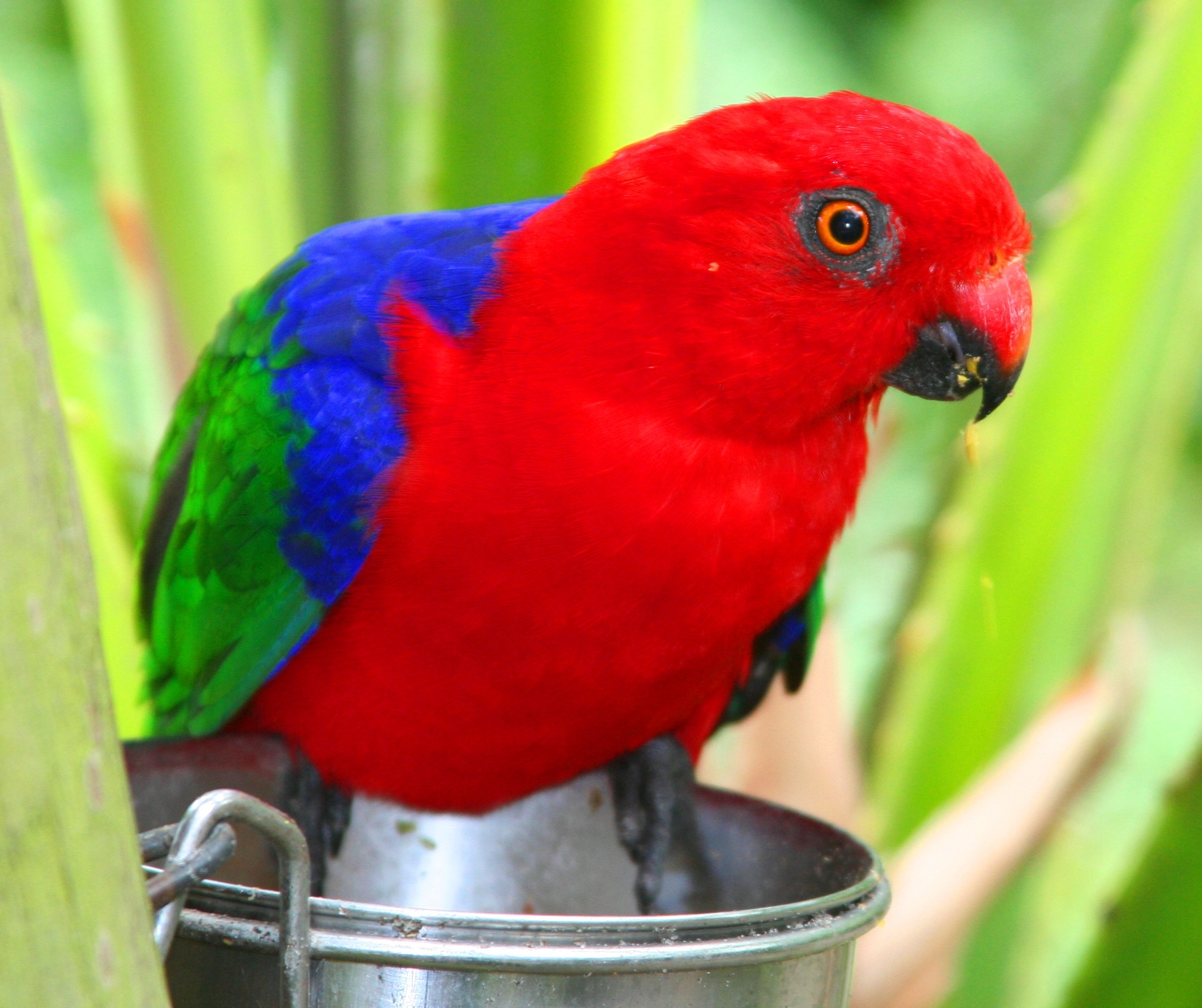 Daftar Harga Nuri Falk