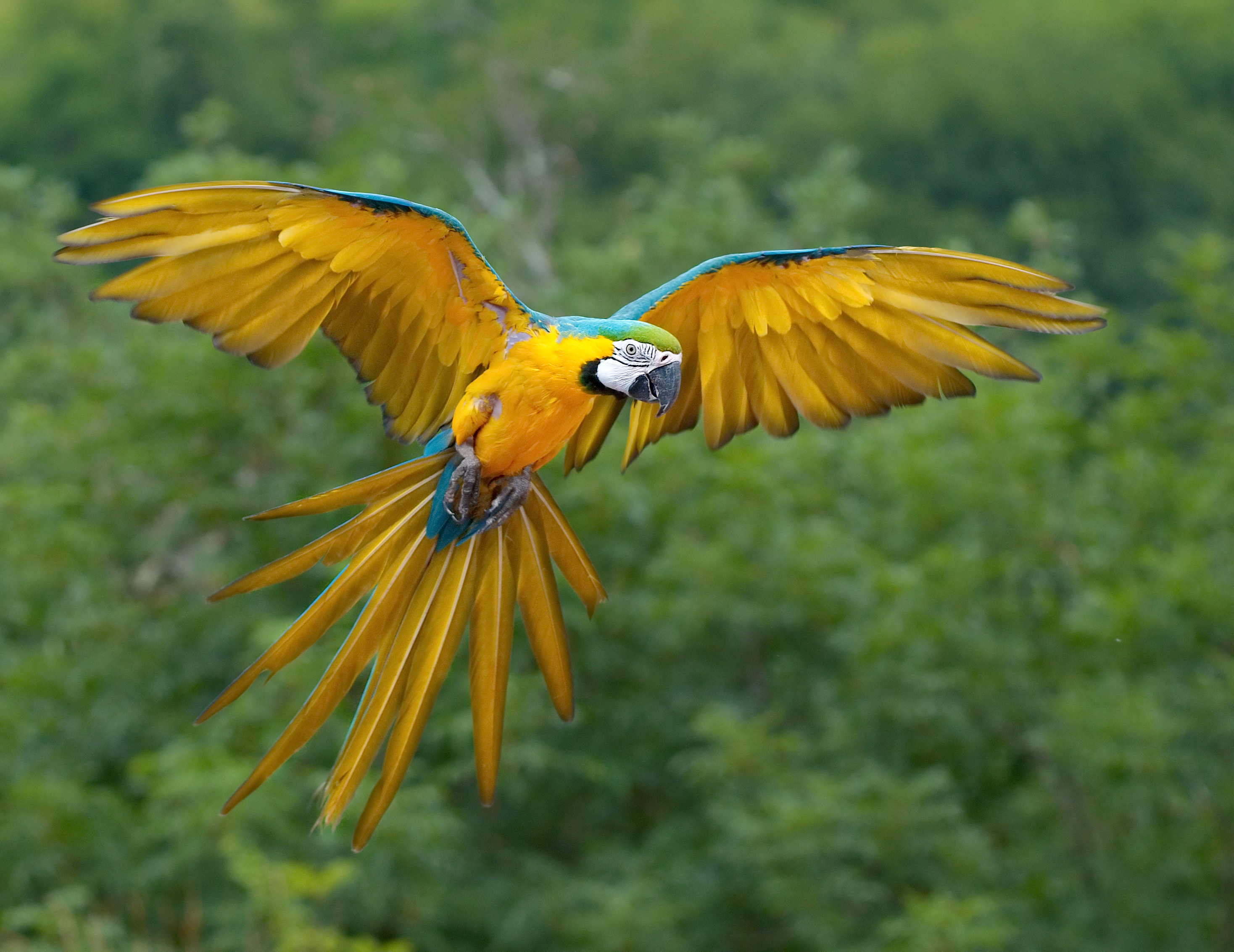 Daftar Harga Macaw Blue And Gold