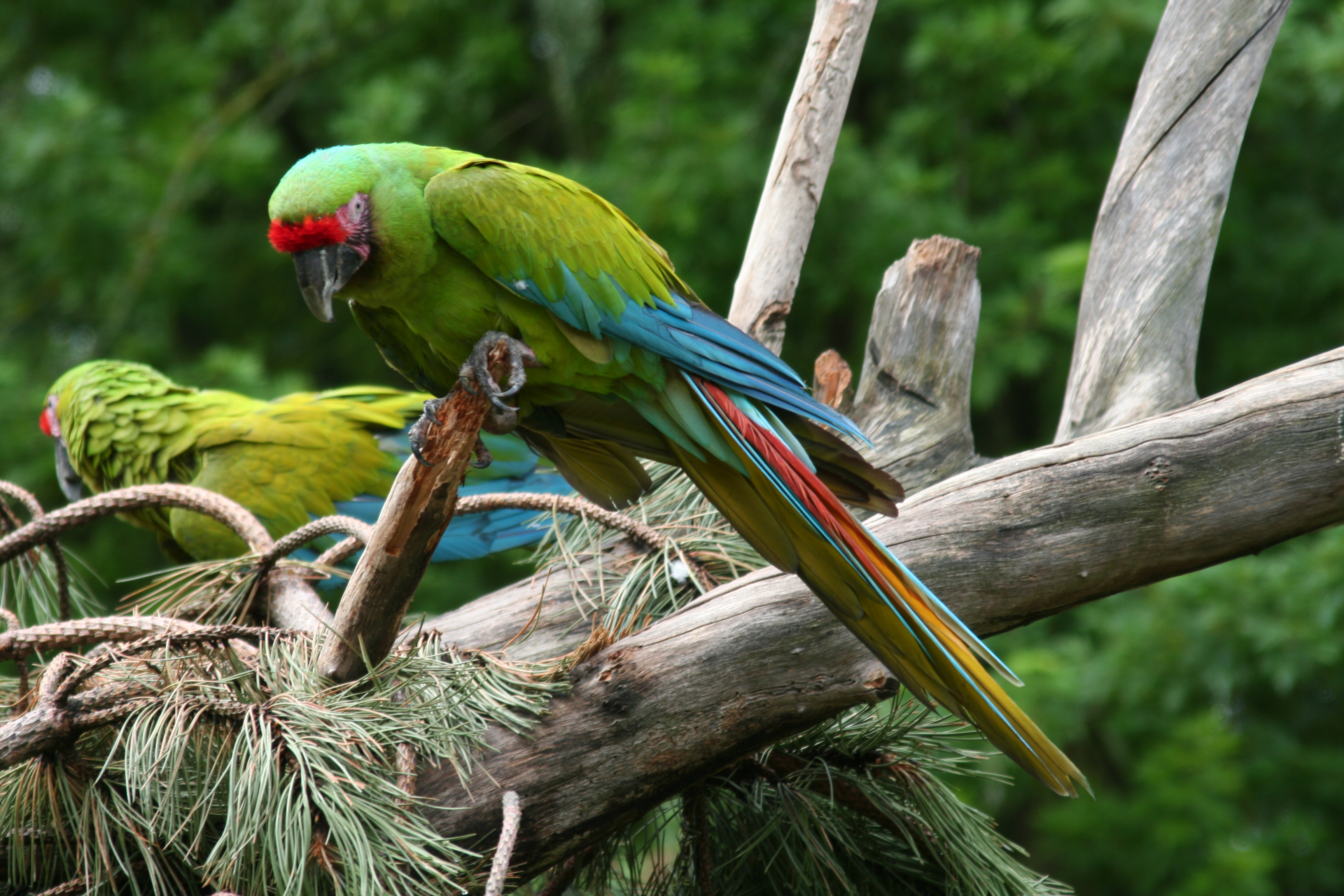 Daftar Harga Great Green Macaw