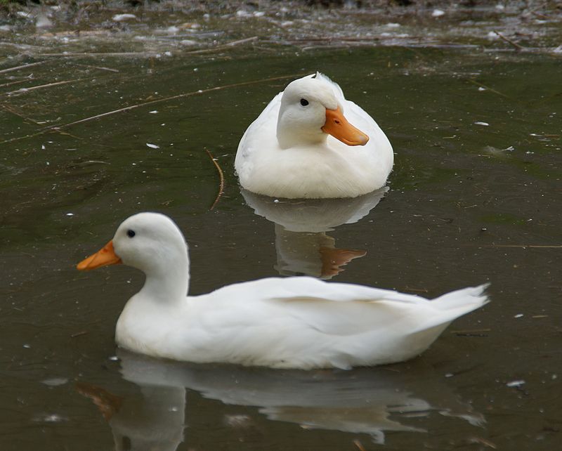 Daftar Harga Callduck