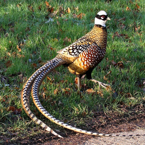 Daftar Harga Reeves Pheasant