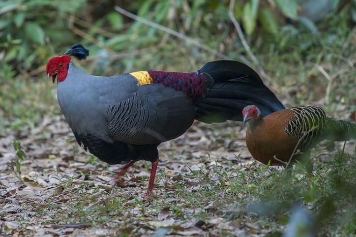 Daftar Harga Siamise Pheasant