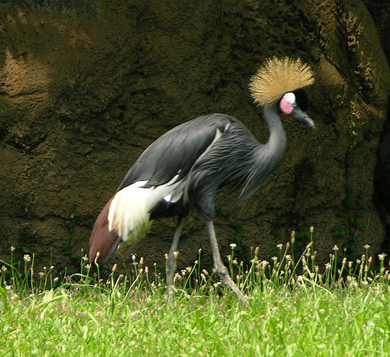 Daftar Harga Crowned Crane