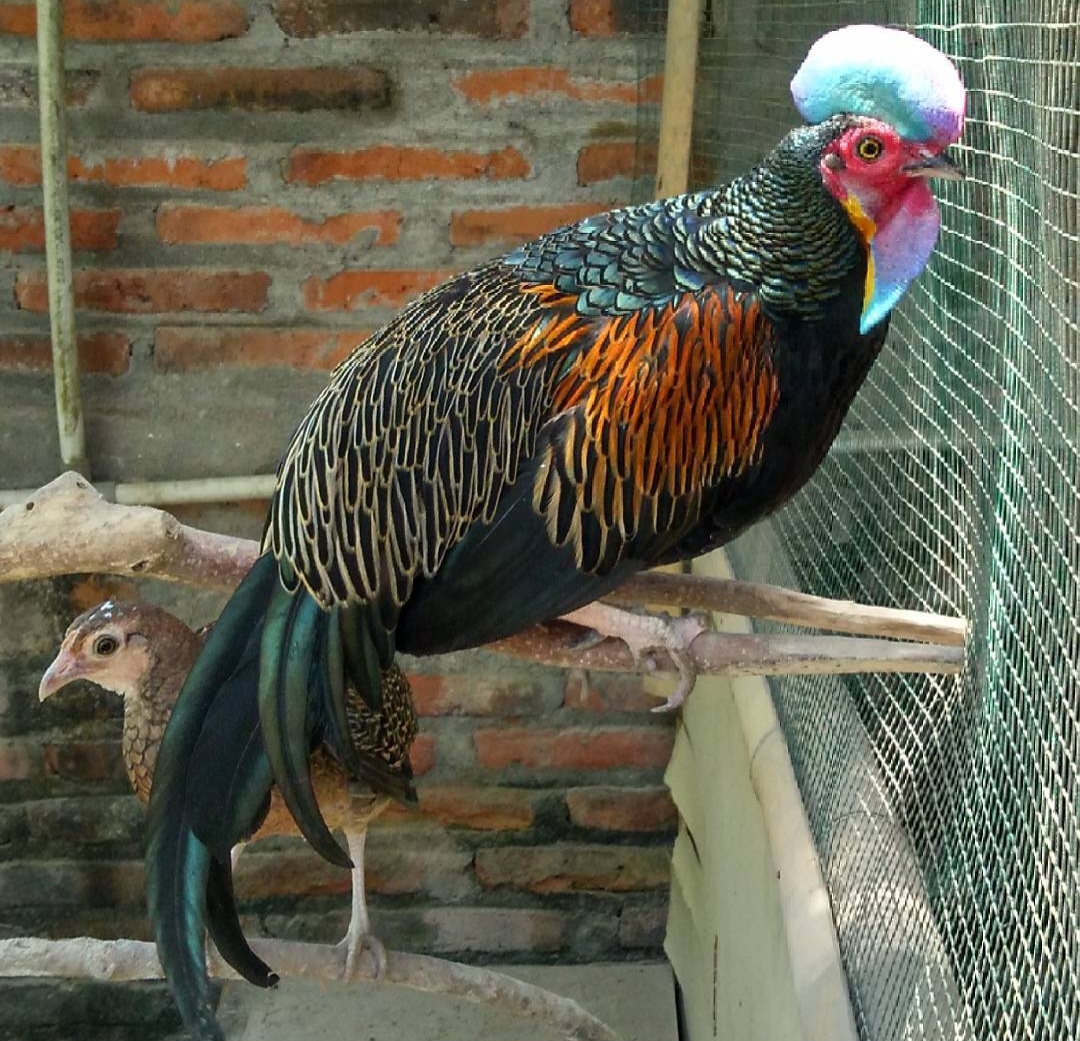 Daftar Harga Ayam Hutan Hijau