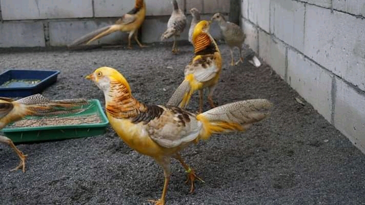 Daftar Harga Yellow Pheasant