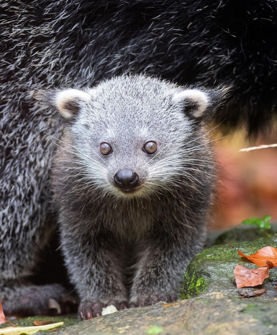 Daftar Harga Binturong Jawa