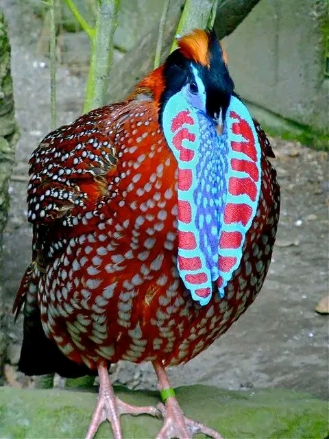 Daftar Harga Tragopan Pheasant