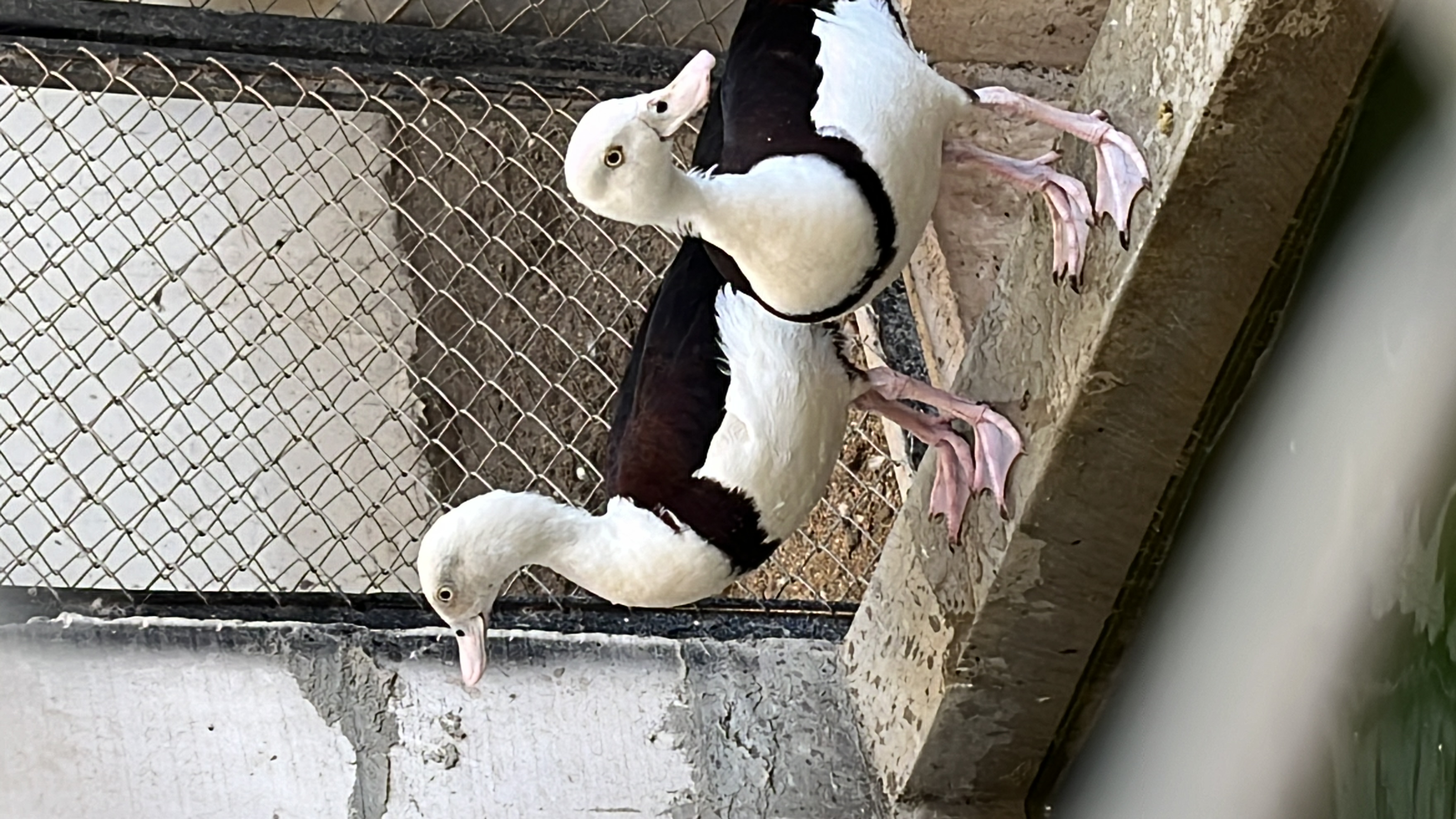 Daftar Harga Bebek Shelduck