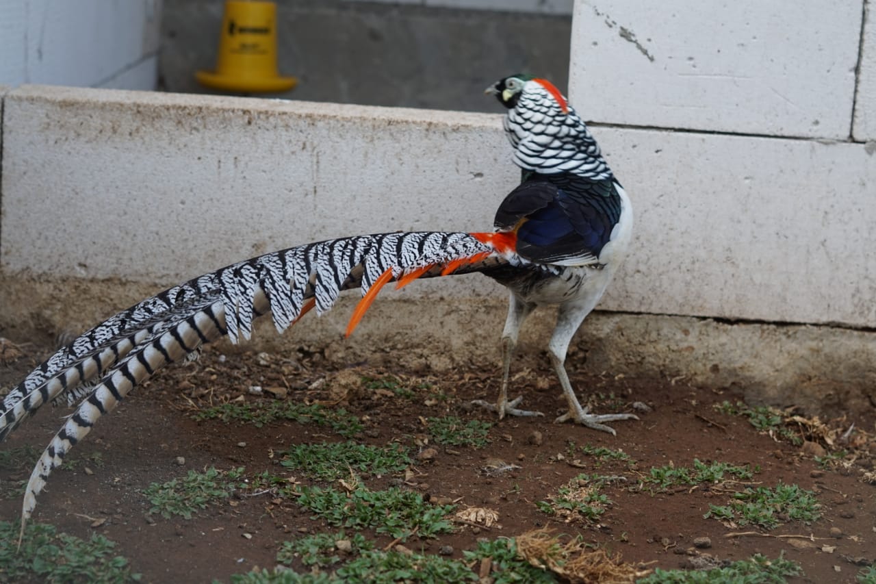 Daftar Harga Lady Pheasant