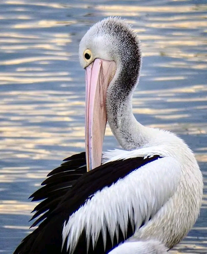 Daftar Harga Pelikan