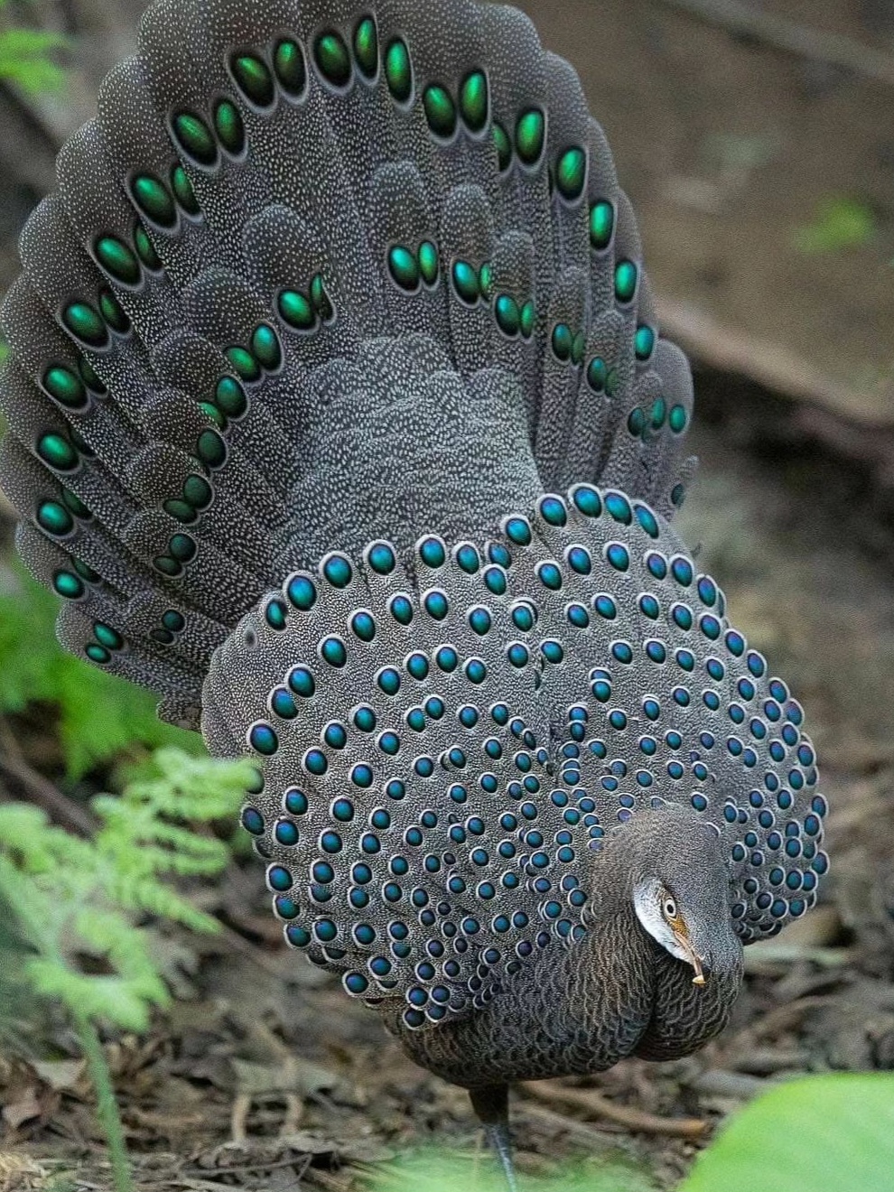 Daftar Harga Grey Pheasant