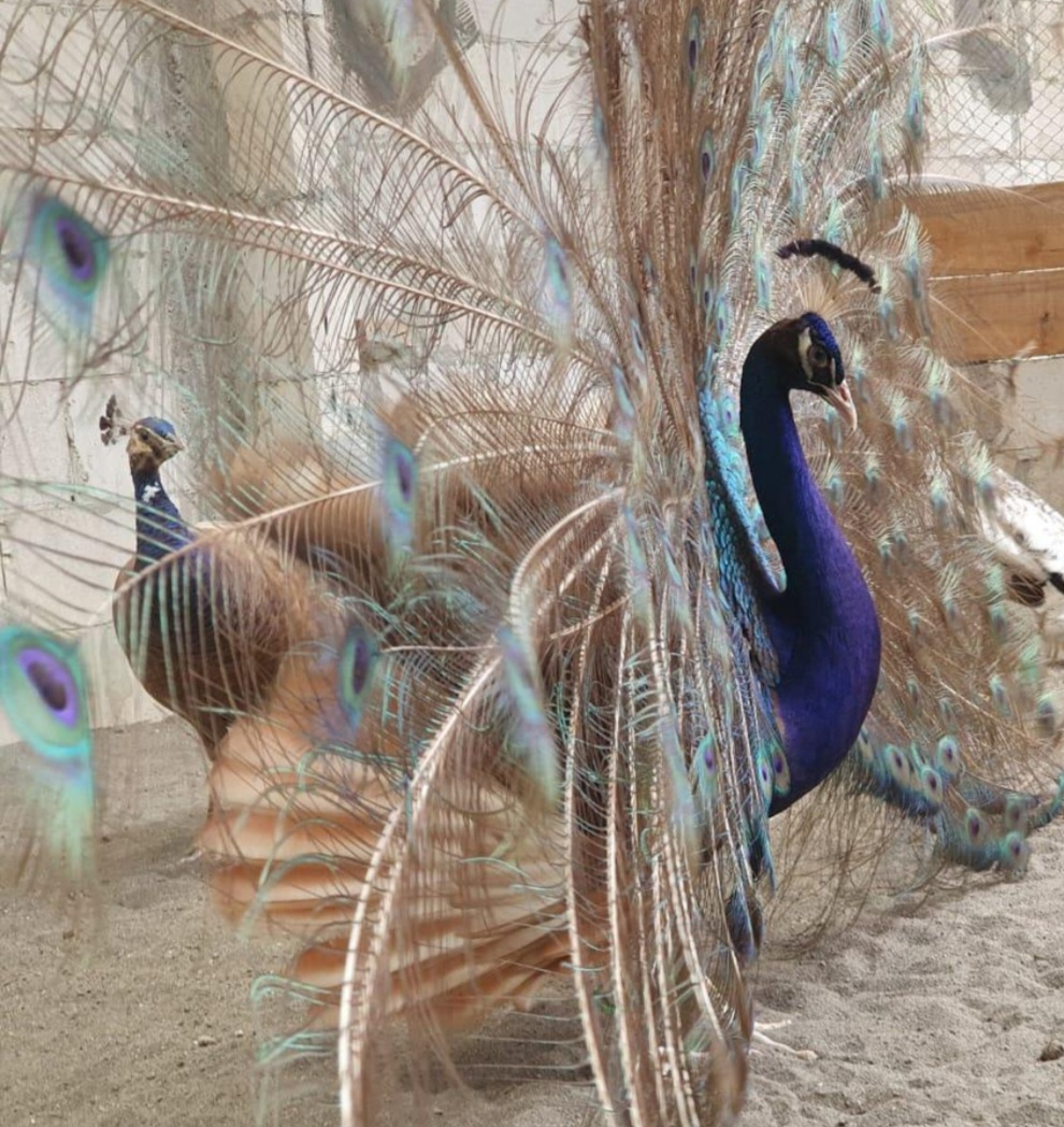 Jual Merak Ungu termurah