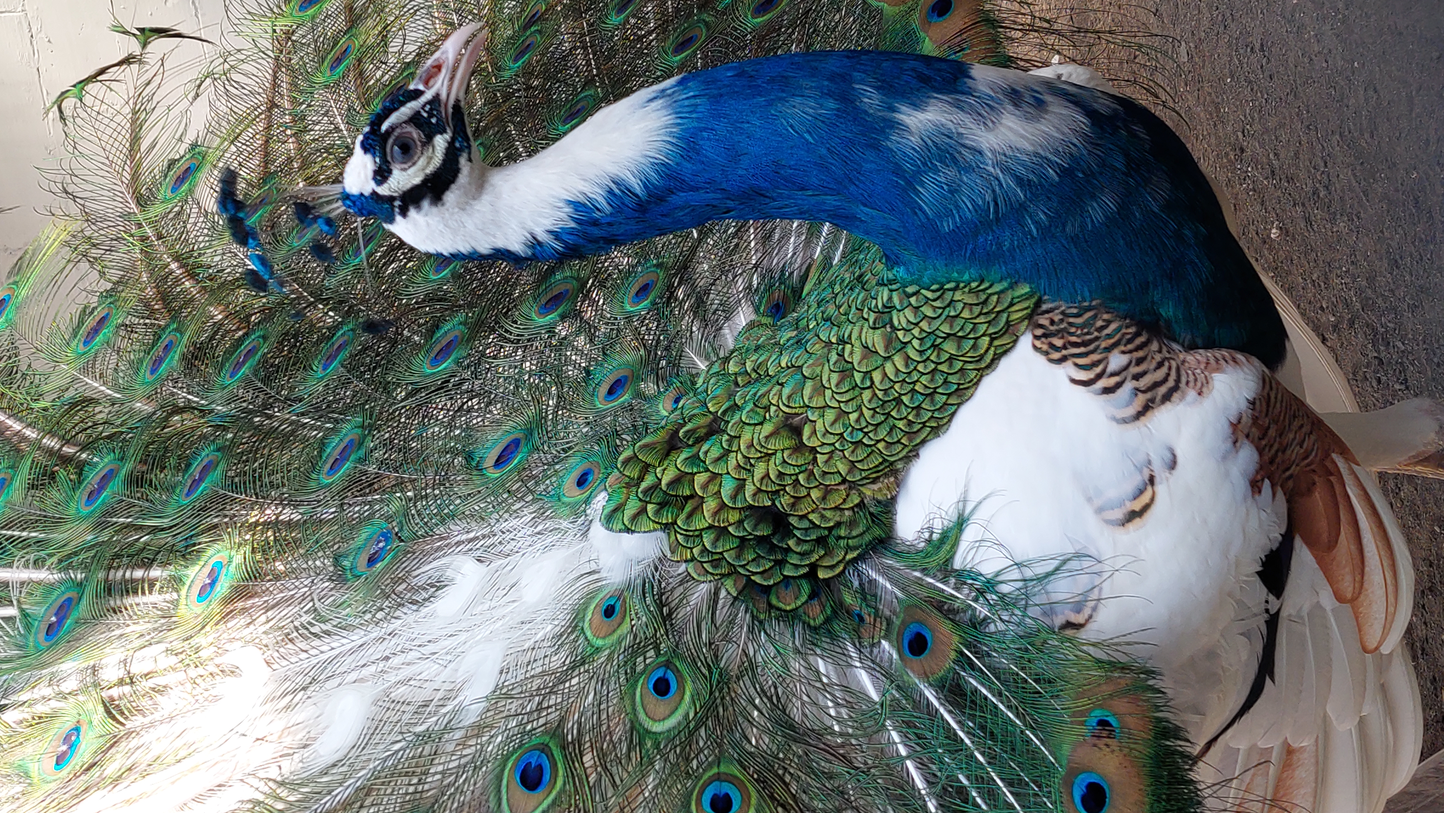 Jual Merak Blorok Ter murah