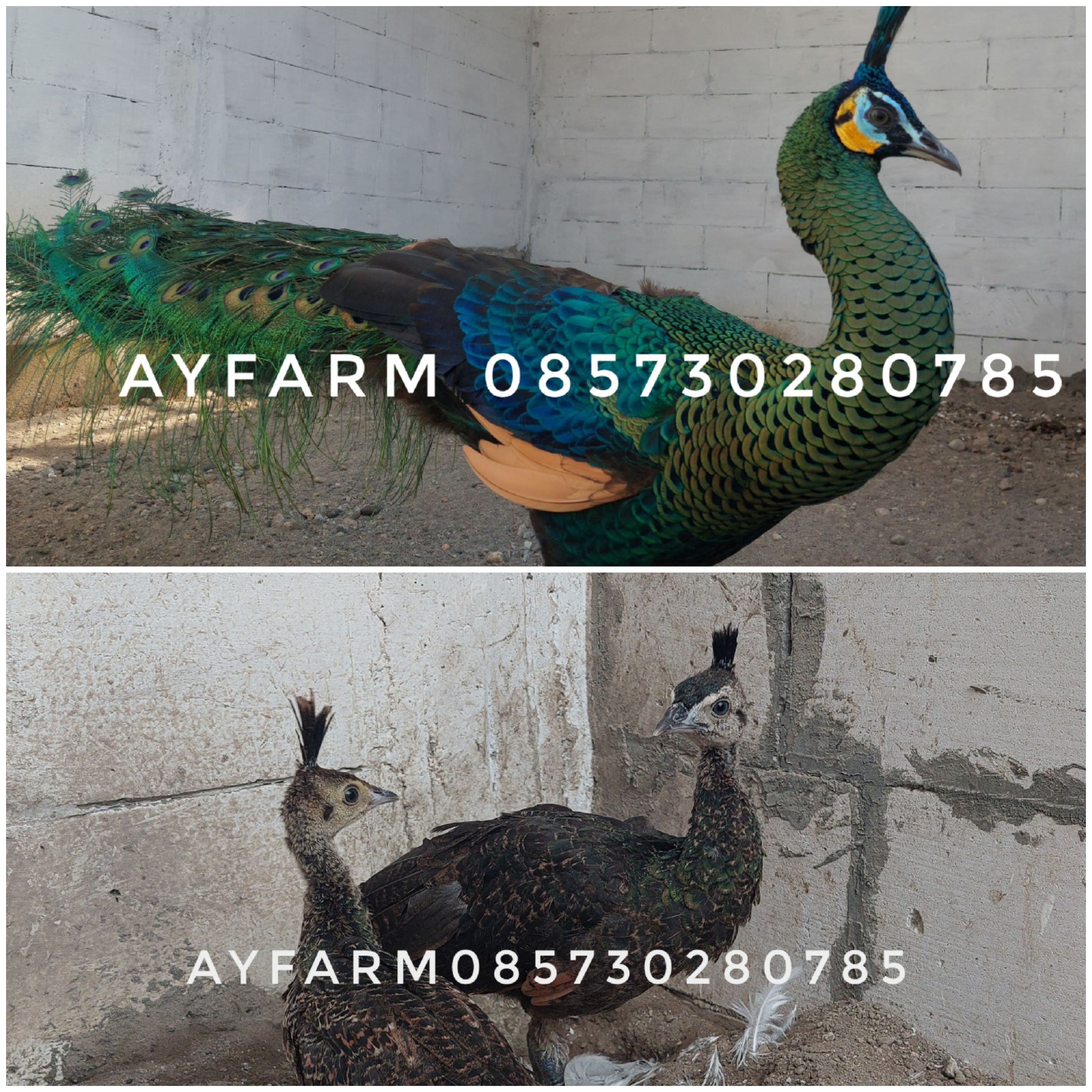 Jual Merak Hijau sertifikat