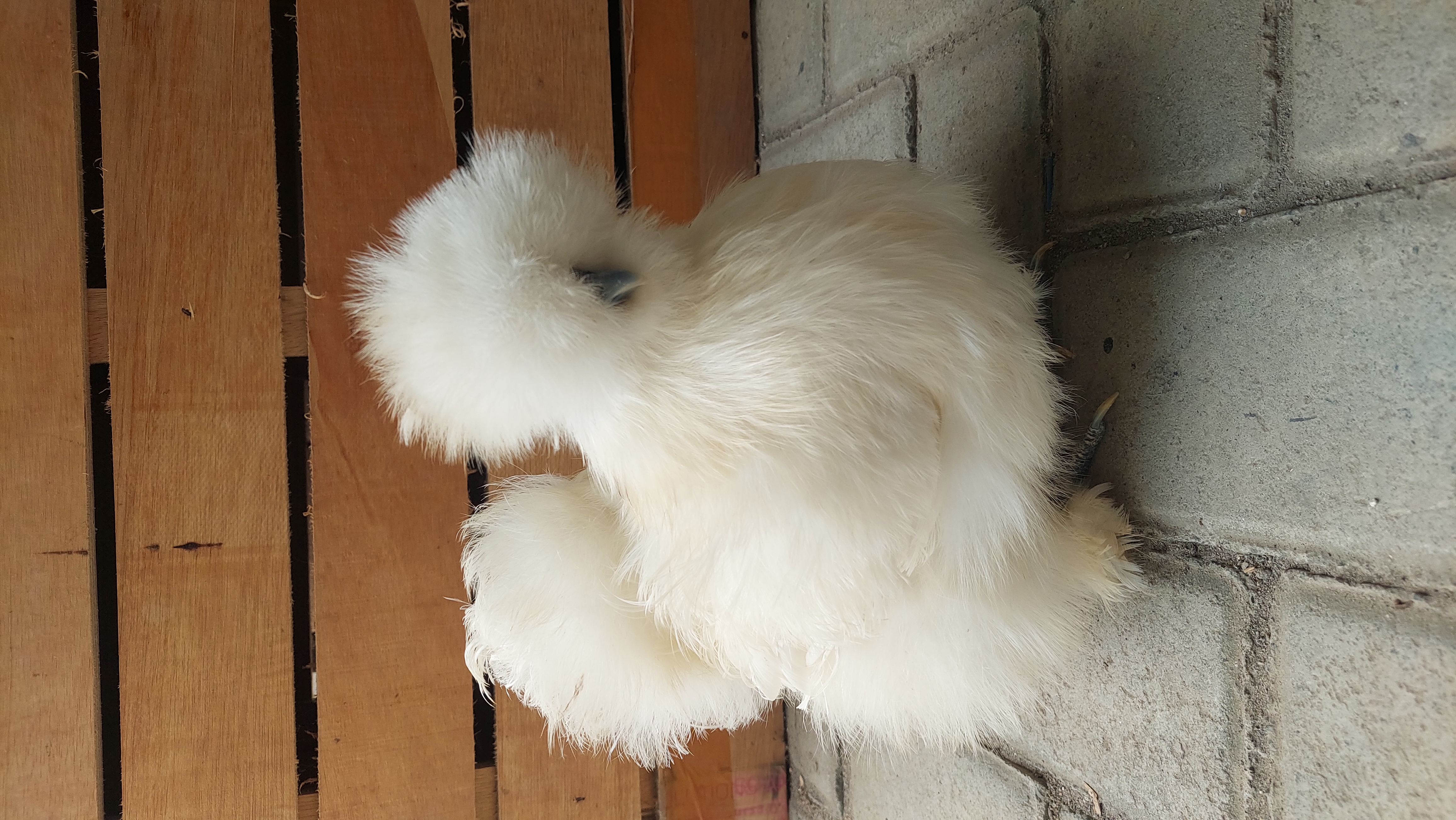 Daftar Harga Amerikan Silkie