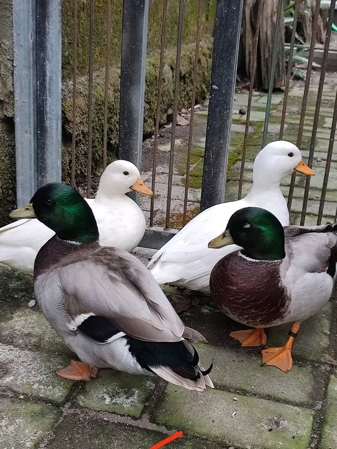 Daftar Harga Bebek CALLDUCK